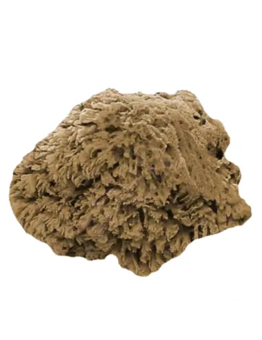 Esponja natural Coral